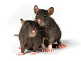 Bildergebnis für Ratten