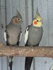pictures of 2 parrots singing and talking cockatiels