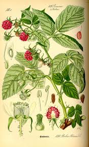 Rubus - Vicipaedia