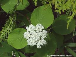 Viburnum lantana - Michigan Flora