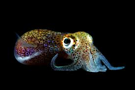 Resultado de imagen de peces bioluminiscentes