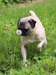 Image result for dog sneeze dandelion