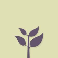 Helichrysum frigidum | /RHS Gardening
