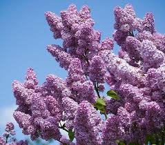 Image result for lilac blossom images