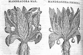 The History and Uses of the Magical Mandrake, According to ...