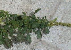 Wild Plants of Malta - Index of plants with Inconspicuous Flowers