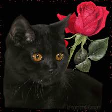 Résultat de recherche d'images pour "images gif fleurs avec des chats"