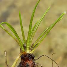 Isoetes lacustris (lake quillwort): Go Botany