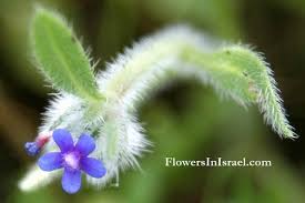 Flora of Israel: Massed Alkanet