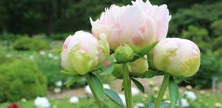 Image result for peony