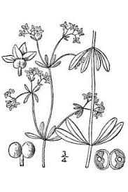 Plants Profile for Galium palustre (common marsh bedstraw)