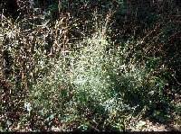 Muhlenbergia frondosa - Online Virtual Flora of Wisconsin