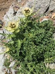 Spiniest Thistle (Cirsium spinosissimum) · iNaturalist.org