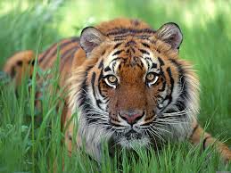 Znalezione obrazy dla zapytania tygrys