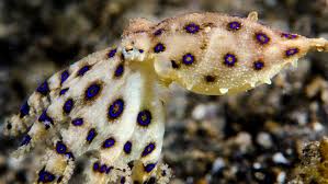 "Multiple bites from highly toxic Blue-ringed octopus leave woman in critical condition"