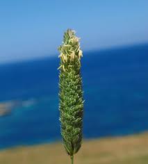 Phalaris truncata (Truncate Canary Grass) : MaltaWildPlants.com ...