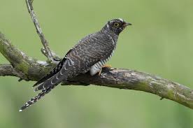 Image result for images of cuckoo bird
