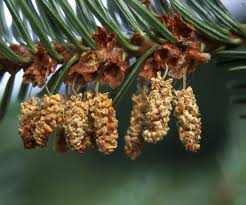 Abies alba - EUFORGEN European forest genetic resources ...