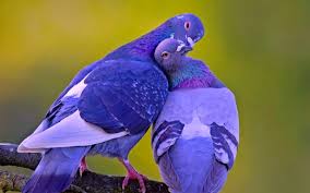 Birds: Kiss me please !  Birds 飛烏