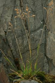 Poa alpina - Michigan Flora