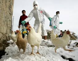Resultado de imagen para influenza aviar
