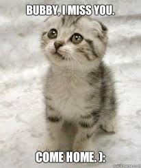 Bubby, I miss you. Come home. ): - super cute cat - quickmeme via Relatably.com