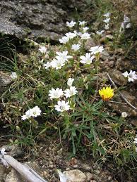 Cerastium soleirolii - Wikipedia, frjálsa alfræðiritið