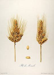 Taxonomy of wheat - Wikipedia