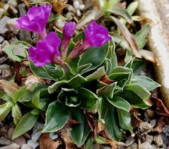 Primula wulfeniana - Alpine Garden Society