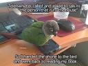 pictures of 2 parrots kissing videos in bedroom