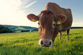 Image result for cow pasture