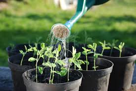 Image result for seeds and gardening