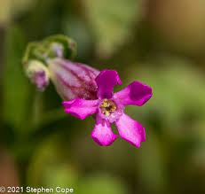Silene rubella L. (World flora) - Pl@ntNet identify