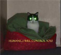 Image result for terminator cat pics