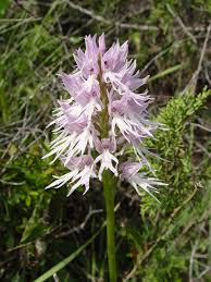Orchis - Wikipedia