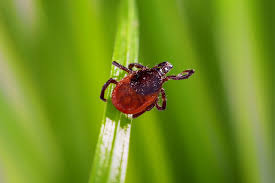Regularly Avoiding Bloodthirsty Ticks: A Guide to Protecting Yourself from These Pests