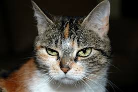 Image result for cats looking annoyed