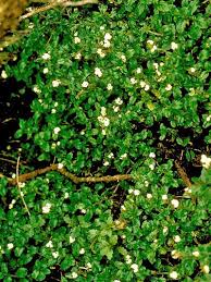 Myosotis L. | Plants of the World Online | Kew Science