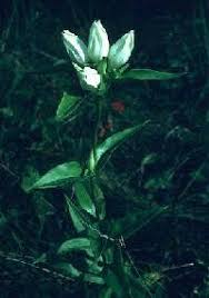 Gentiana alba - Online Virtual Flora of Wisconsin