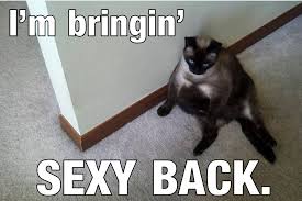 cat | Ming Memes via Relatably.com