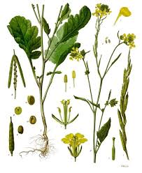 Brassica nigra - Wikipedia