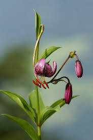Lilium martagon - Wikipedia