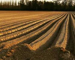 Image of Soil preparation for crop production