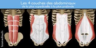 Résultat de recherche d'images pour "les muscles de l'abdomen"