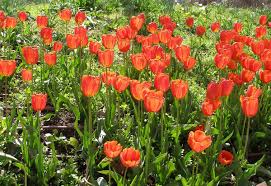 Taxonomy of Tulipa - Wikipedia