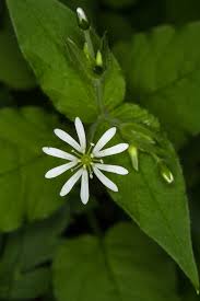 Stellaria nemorum - Wikipedia