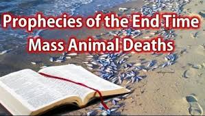Image result for mass animal deaths