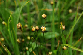 Juncus triglumis L. | Plants of the World Online | Kew Science