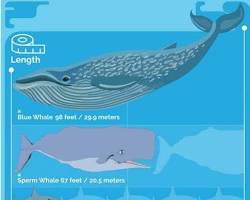 صورة Blue whale compared to bluefin tuna