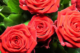 Image result for Roses